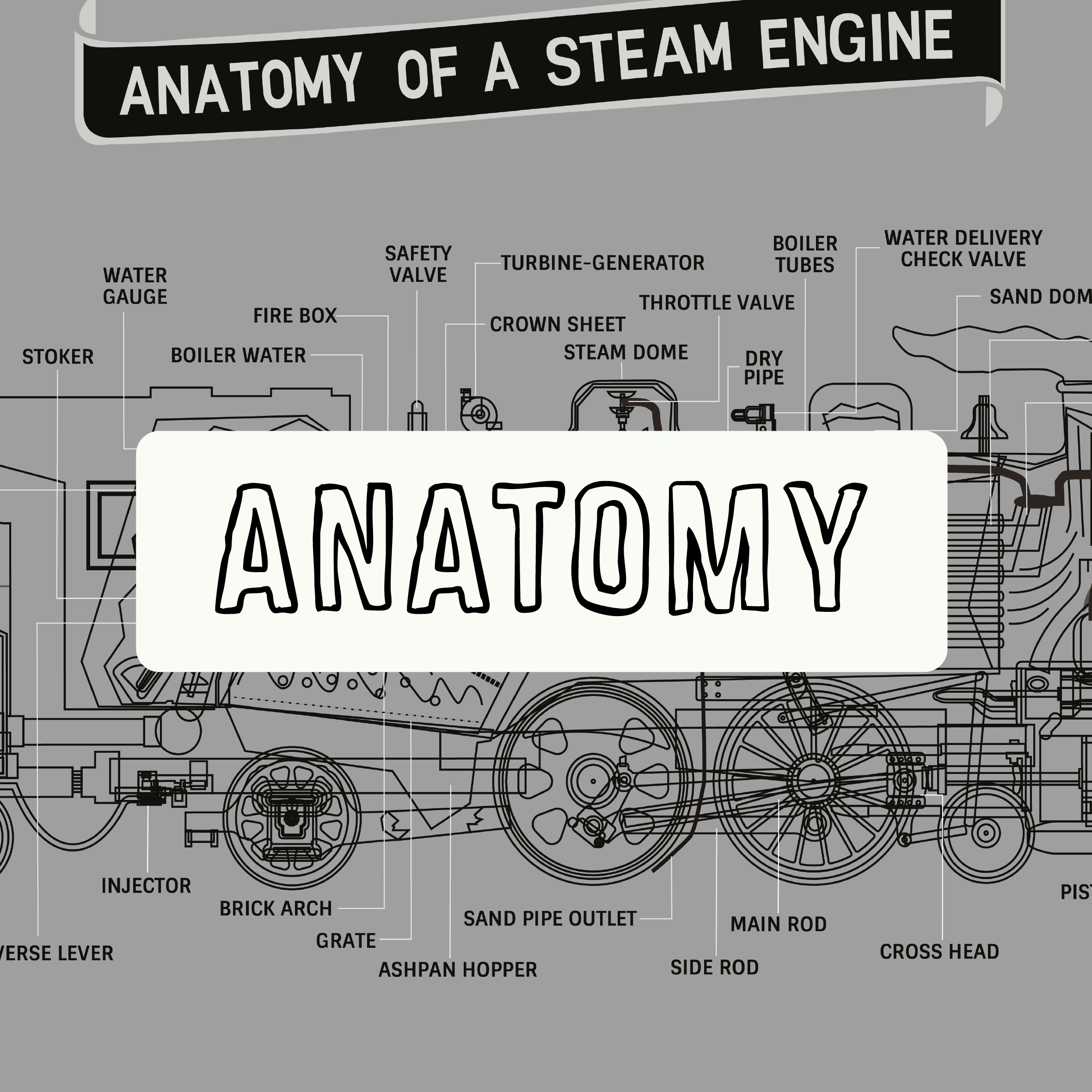 Anatomy & Taxonomy
